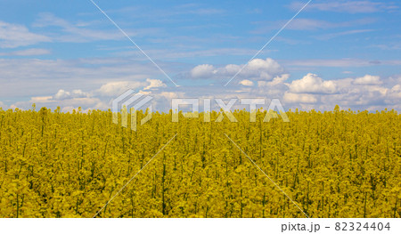 Concept image. Yellow field rapeseed in bloom with blue sky and white clouds. Peaceful nature. Beautiful background. 82324404