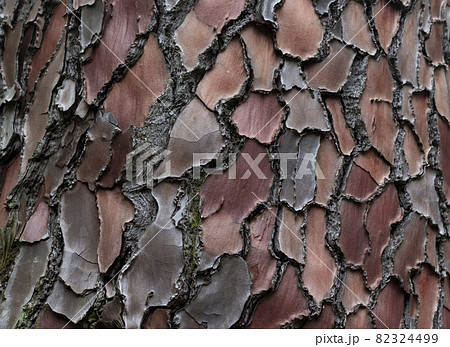 Maritime Pine, Pinus pinaster trunk symbol. Texture made of maritime pine tree bark. Beautiful Maritime Pine, Pinus pinaster trunk background. Conceptual image. Peaceful nature. Maritime Pine, Pinus pinaster trunk symbol. Texture made of maritime pine tree bark. Beautiful Maritime Pine, Pinus pinaster trunk background. Conceptual image. Peaceful nature. 82324499
