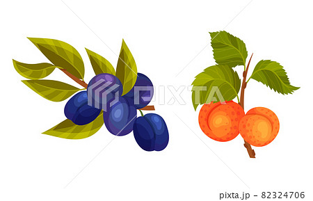 Plum and apricot tree branches set. Twigs with green leaves and ripe juicy fruits vector illustration Plum and apricot tree branches set. Twigs with green leaves and ripe juicy fruits vector illustration 82324706