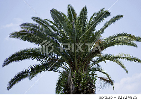 カナリーヤシ Phoenix Canariensis gorilla.family