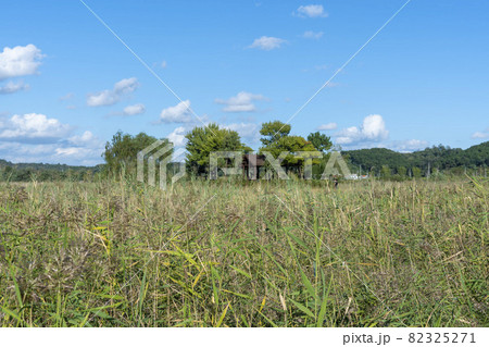 空 葦 秋 82325271