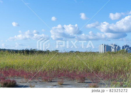 空 葦 秋 82325272