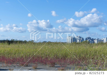 空 葦 秋 82325273