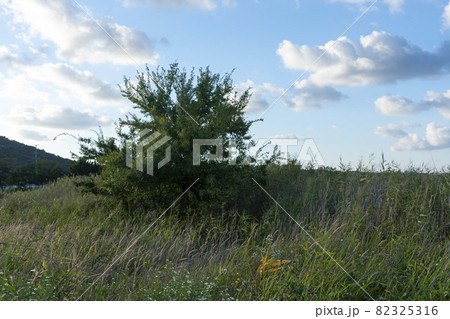 空 葦 秋 82325316