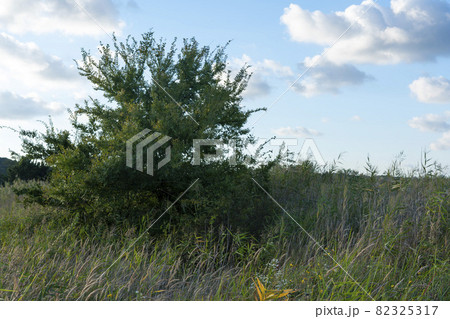 空 葦 秋 82325317