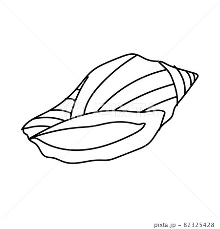 Seashell vector illustration isolated on white background Seashell vector illustration isolated on white background 82325428