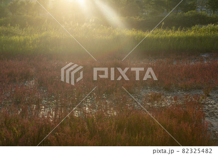 空 葦 葦原 82325482