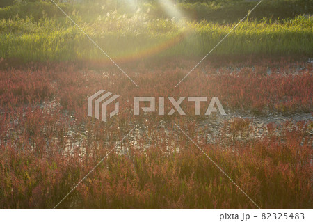 空 葦 秋 82325483