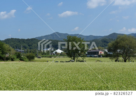 田畑 そばの花 花 82326527