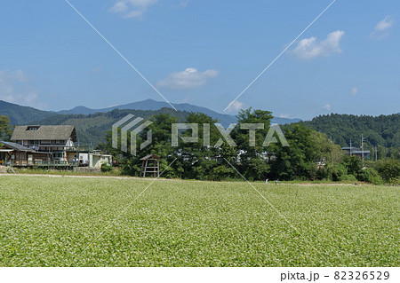 田畑 そばの花 花 82326529