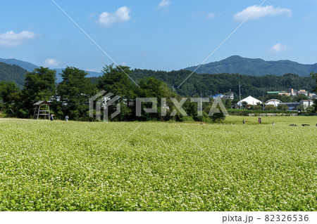 田畑 そばの花 花 82326536