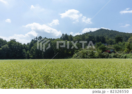 田畑 そばの花 花 82326550