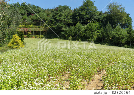 田畑 そばの花 花 82326564