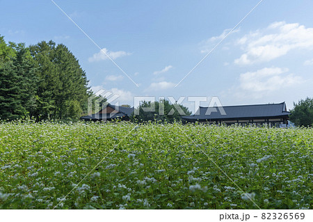 田畑 そばの花 花 82326569