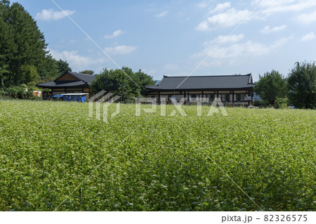 田畑 そばの花 花 82326575