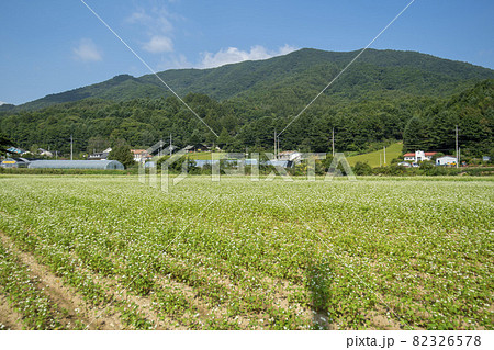 田畑 そばの花 花 82326578