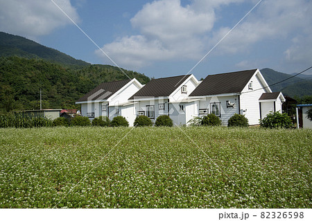 田畑 そばの花 花 82326598