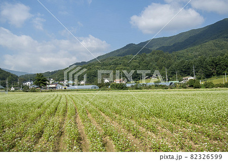 田畑 そばの花 花 82326599