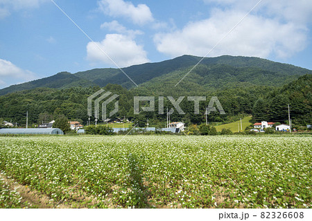 田畑 そばの花 花 82326608