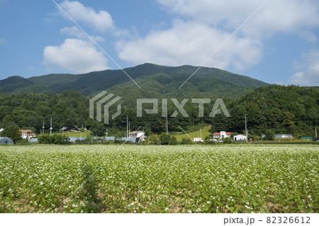 田畑 そばの花 花 82326612