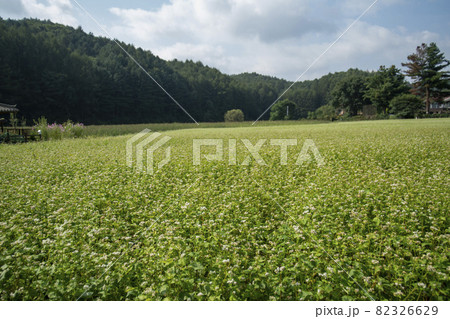 田畑 そばの花 花 82326629