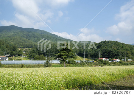 田畑 そばの花 花 82326707