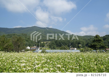 田畑 そばの花 花 82326710