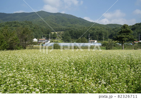 田畑 そばの花 花 82326711
