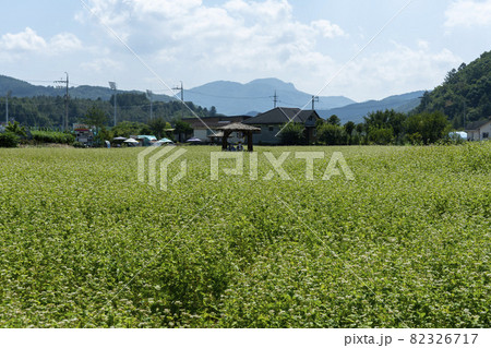 田畑 そばの花 花 82326717