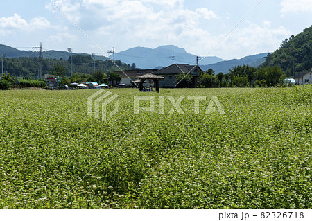 田畑 そばの花 花 82326718