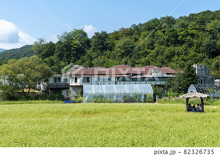 田畑 山 そばの花 82326735