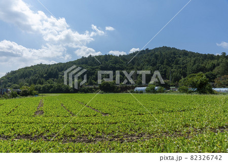 田畑 そばの花 花 82326742