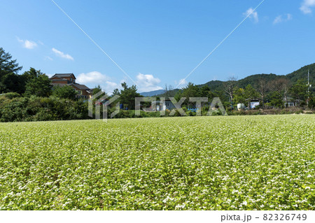 田畑 そばの花 花 82326749