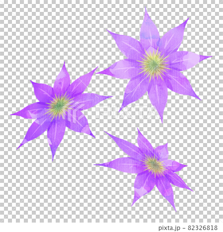 Clematis 8-valve purple watercolor style 3 sets 82326818