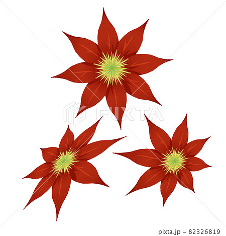 クレマチス8弁赤3セット クレマチス8弁赤3セット 82326819