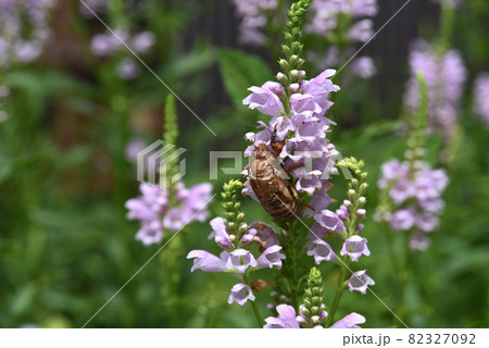 花についたセミの抜け殻 花についたセミの抜け殻 82327092