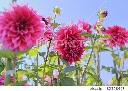 馬見丘陵公園 満開のダリア園 馬見丘陵公園 満開のダリア園 82328443
