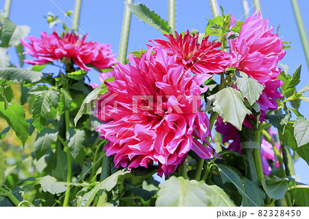 馬見丘陵公園　満開のダリア園 82328450