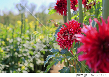馬見丘陵公園　満開のダリア園 82328456