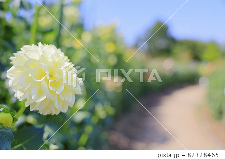 馬見丘陵公園　満開のダリア園 82328465
