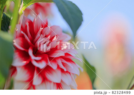 馬見丘陵公園　満開のダリア園 82328499