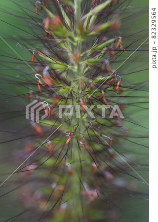 チカラシバの花穂 チカラシバの花穂 82329564