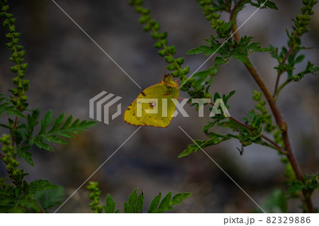 Yellow lemon butterfly Yellow lemon butterfly 82329886