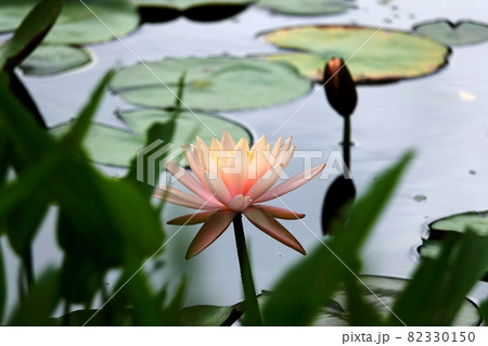 オレンジ色の一輪の睡蓮の花の写真素材 [82330150] - PIXTA