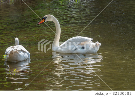 Two graceful white swans swim in the dark water. 82330383