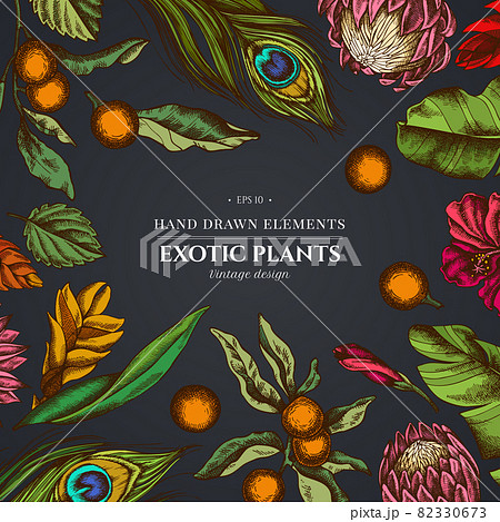 Floral design on dark background with banana palm leaves, hibiscus, solanum, bromeliad, peacock Floral design on dark background with banana palm leaves, hibiscus, solanum, bromeliad, peacock 82330673