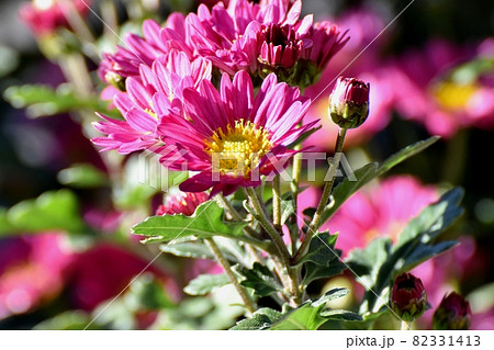 三鷹中原に咲くピンクのキクの花 三鷹中原に咲くピンクのキクの花 82331413