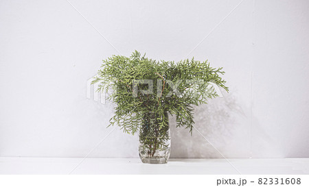 natural green leaf in the glass water jar on white background   . Green plants in glass jars header. Clarity and freshness concept with leaves and water. Light background with copy space 82331608