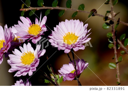 三鷹中原に咲く淡いピンクのキクの花 82331891