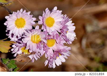 三鷹中原に咲く淡いピンクのキクの花 三鷹中原に咲く淡いピンクのキクの花 82331894